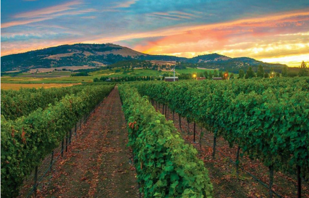 ponzi-wine-oregon ponzi-wine-oregon